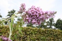 Buddleja davidii 'Dartmoor'