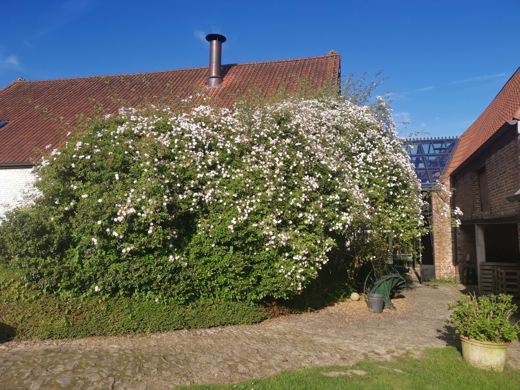 Paul's Himalayan Musk