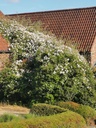 Paul's Himalayan Musk