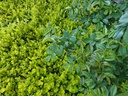 Lysimachia nummularia 'Aurea'