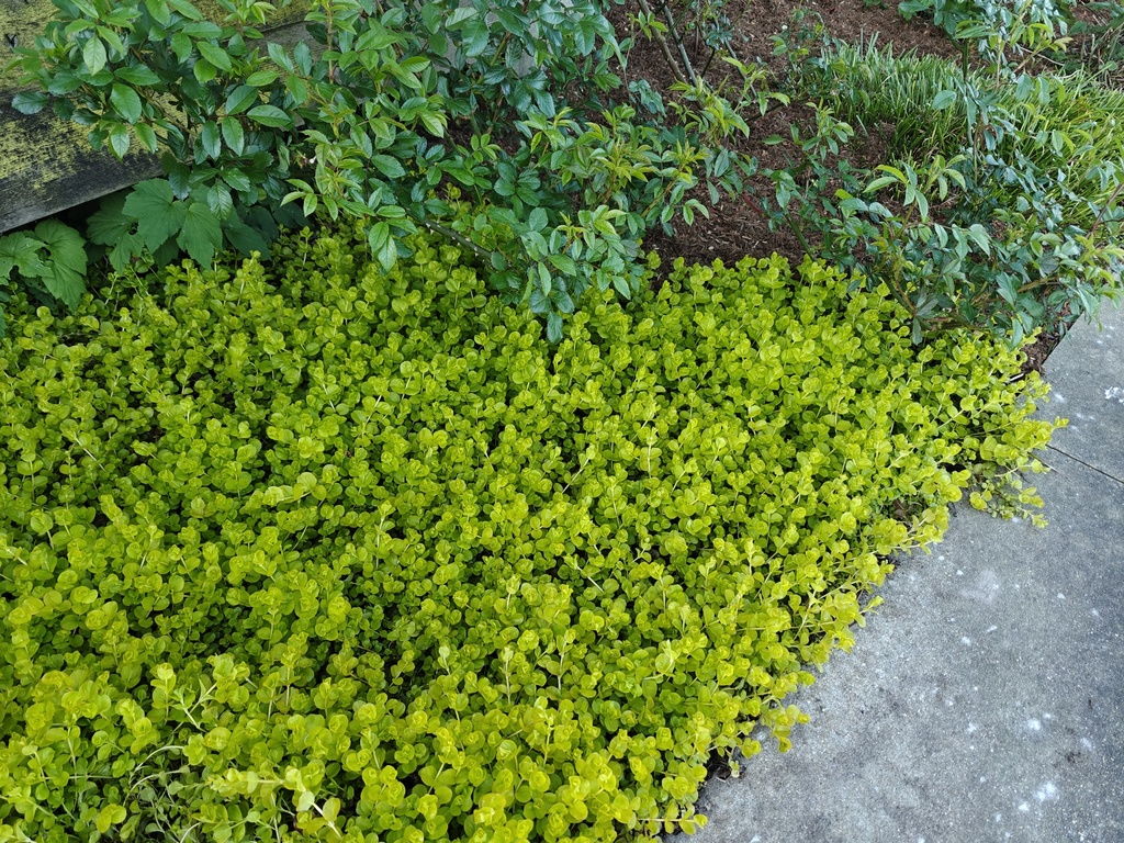 Lysimachia nummularia 'Aurea'