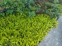 Lysimachia nummularia 'Aurea'