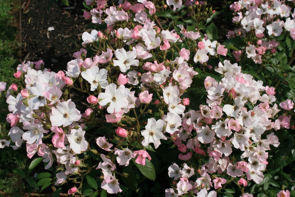 Diamant Rose