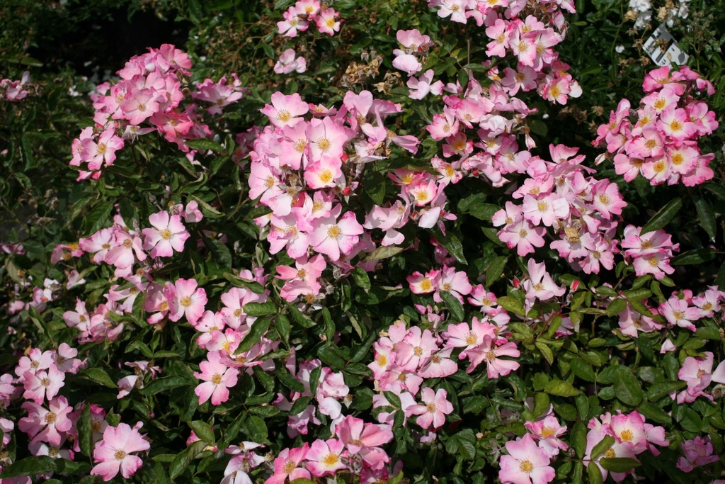 Schengen Rose