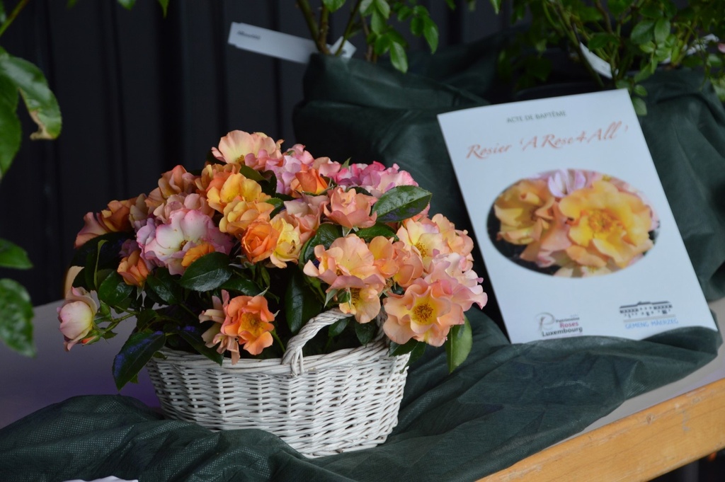 ARose4All