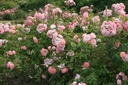 Godelieve parmi les roses