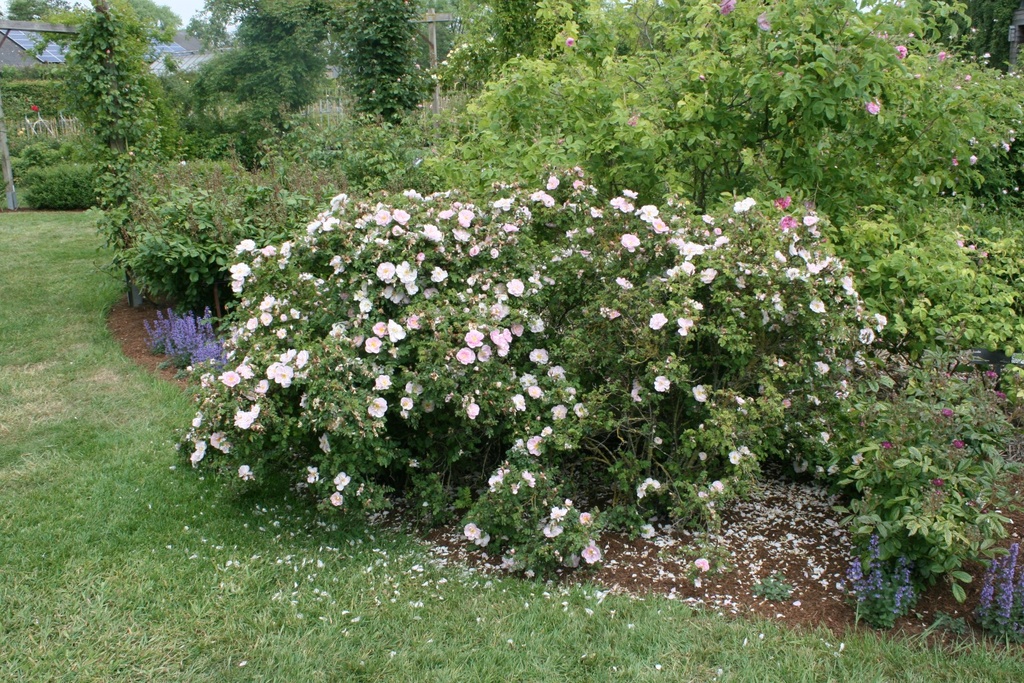 R. pimpinellifolia 'Mon Amie Claire'