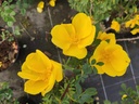 R. foetida