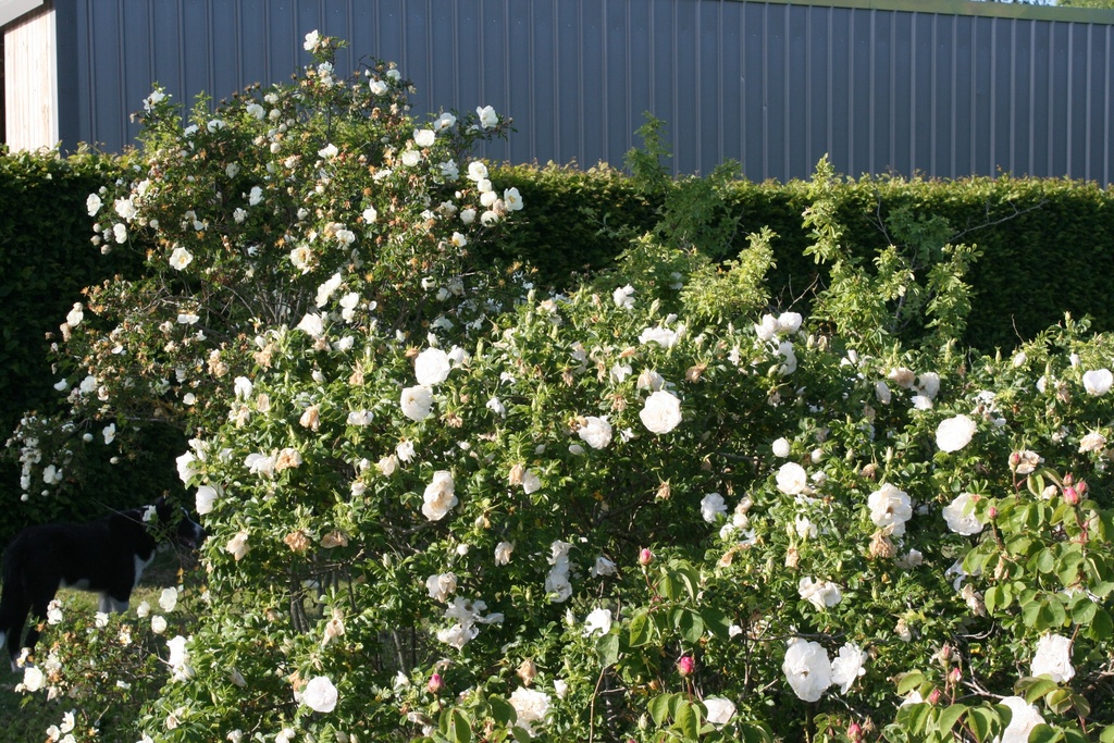 Blanc Double de Coubert