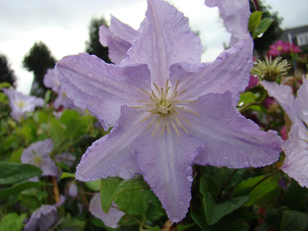 Clematis 'Blekitny Aniol'