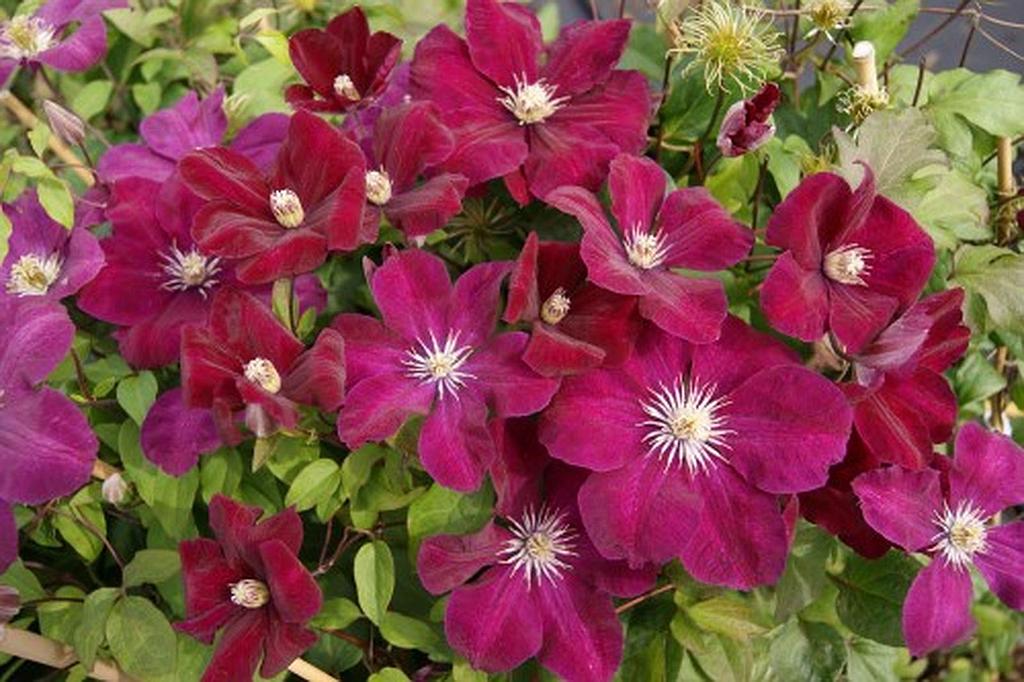 Clematis hybride 'Rouge Cardinal'