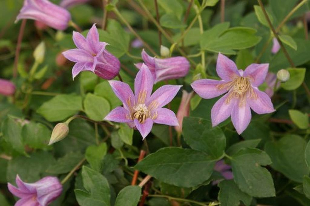 Clematis texensis 'Mienie Belle'