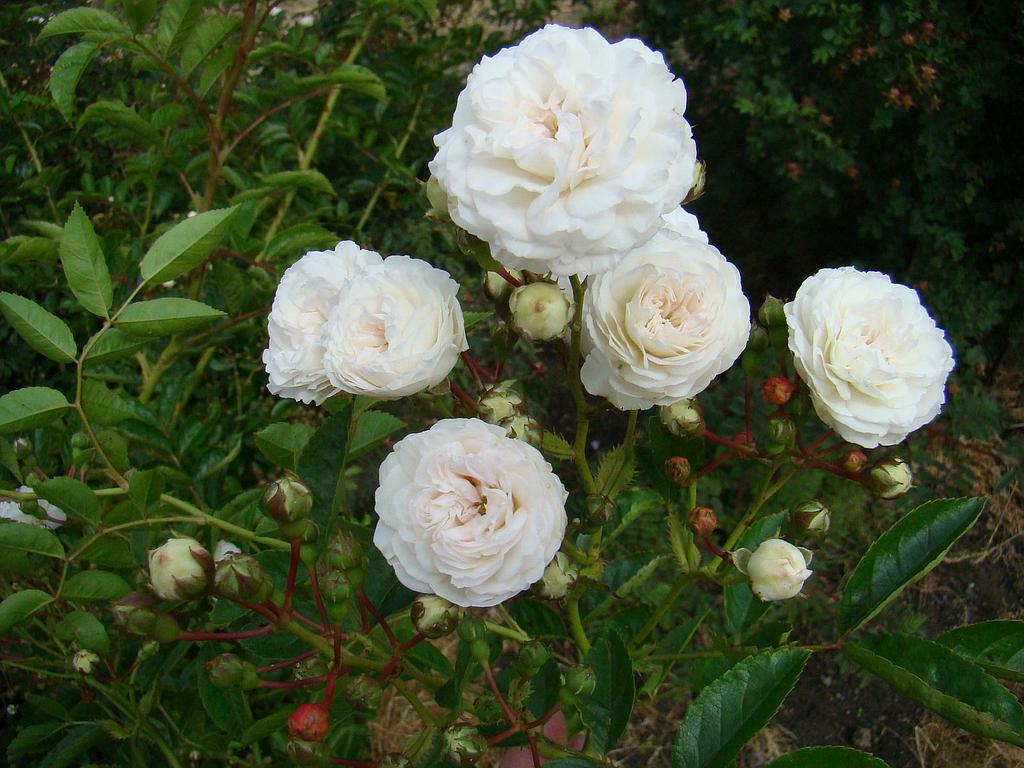 Pemberton's White Rambler | Lens Roses