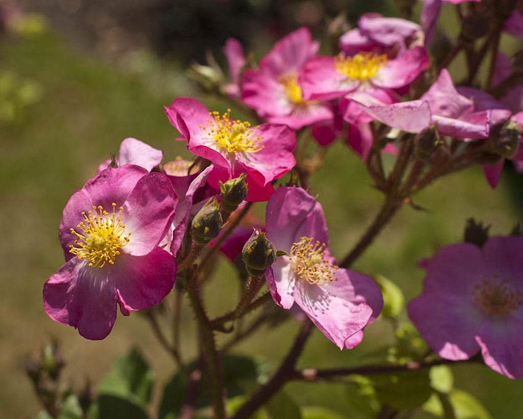 Rosy Purple