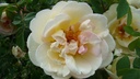 R. pimpinellifolia 'Frühlingsduft'