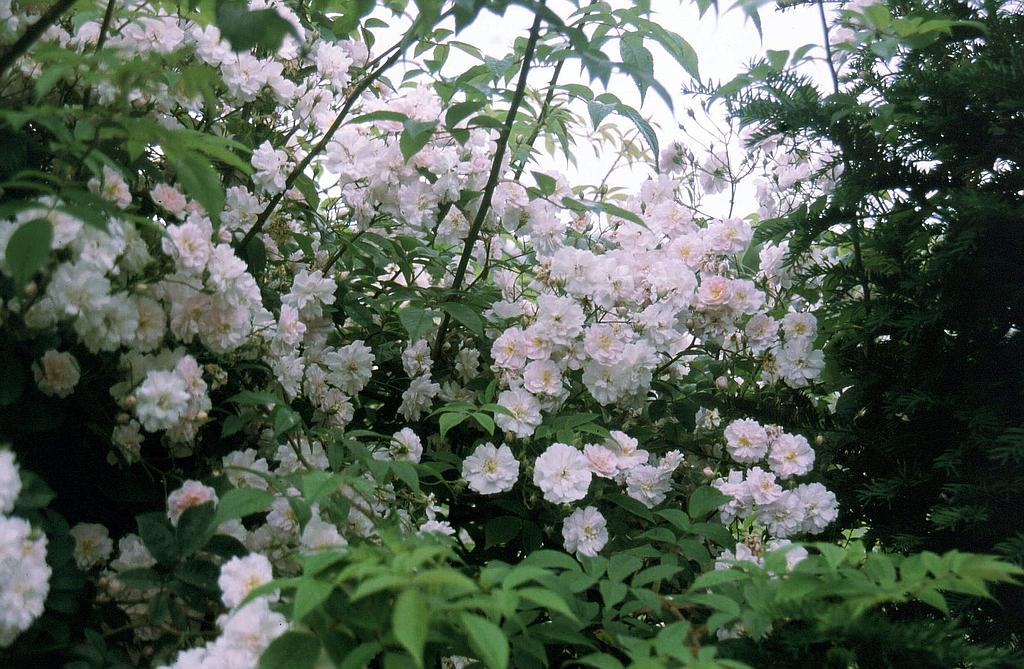 Paul's Himalayan Musk | Lens Roses