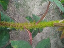 R. muscosa japonica