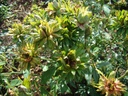 R. chinensis viridiflora