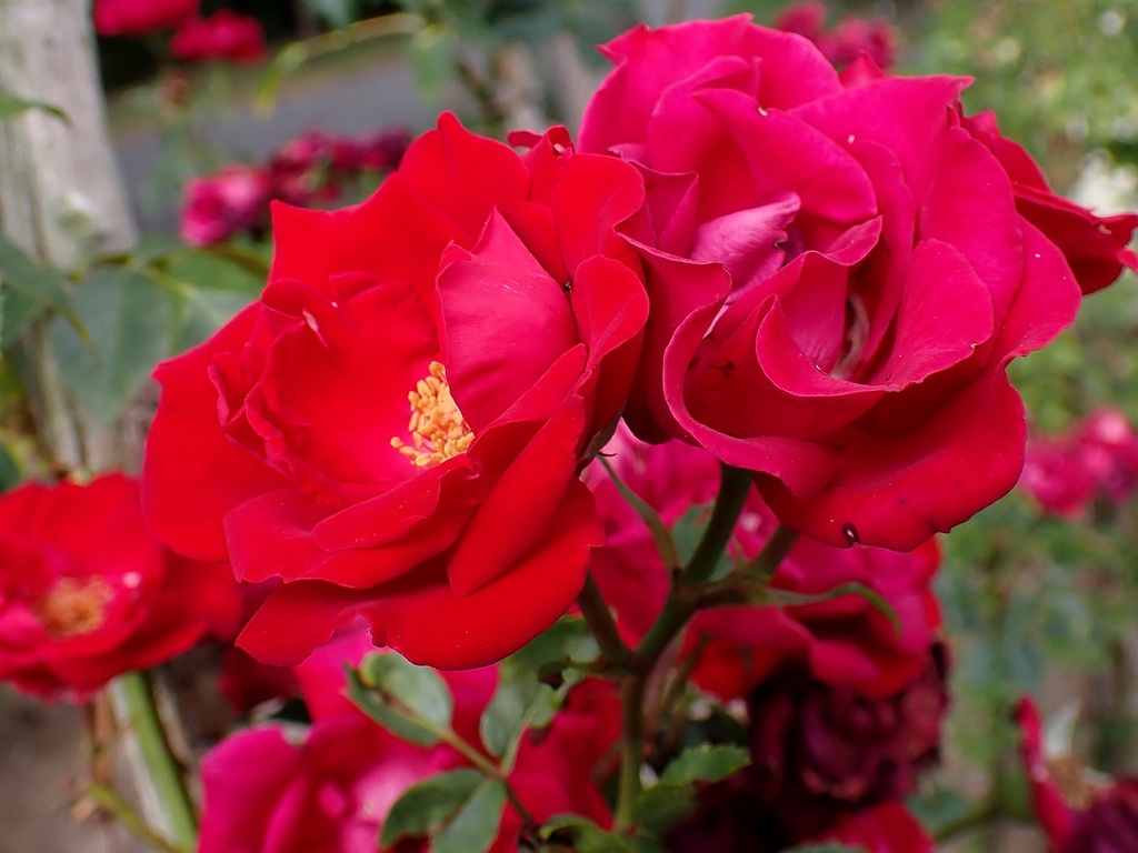 Guirlande Fleurie