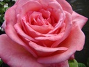 Lily de Gerlache
