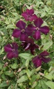 Clematis 'Royal Velours'