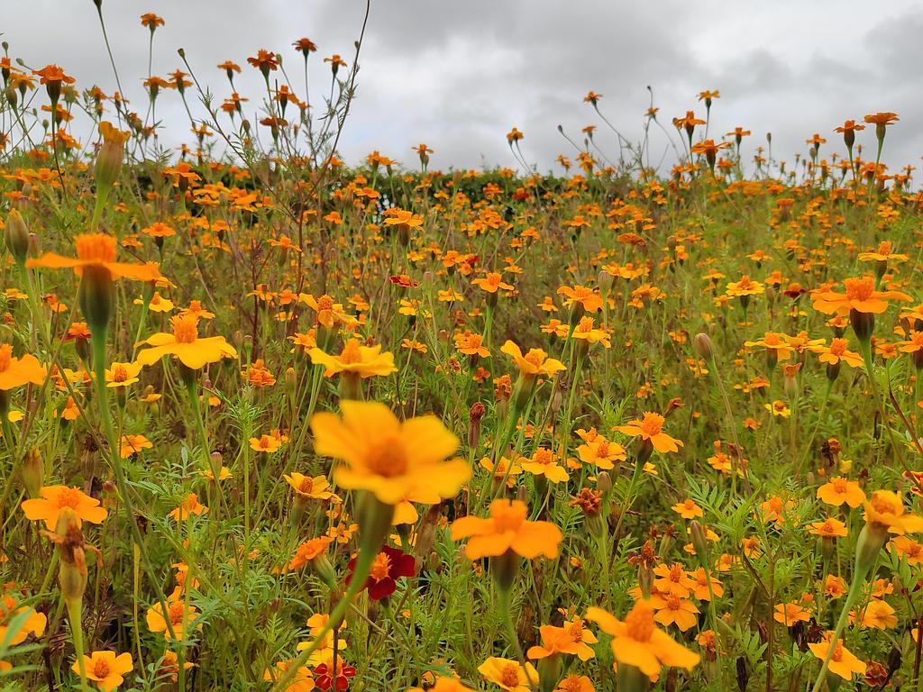 Tagetes patula, zaad (150g/10m²)