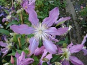 Clematis diversifolia 'East River'