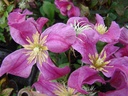 Clematis diversifolia 'Inspiration'