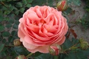 Park Abbey Rose