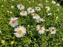 Aster dumosus 'Niobe'