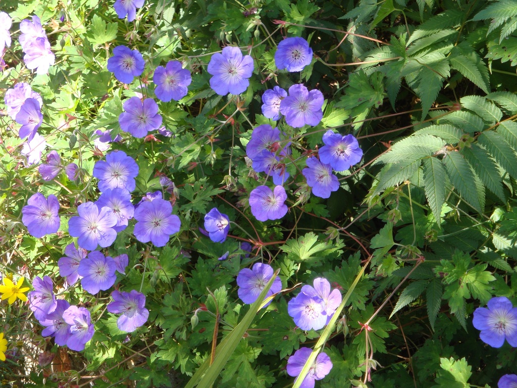 Geranium 'Rozanne'
