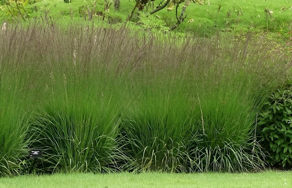 Molinia caerulea 'Edith Dudszus' AGM