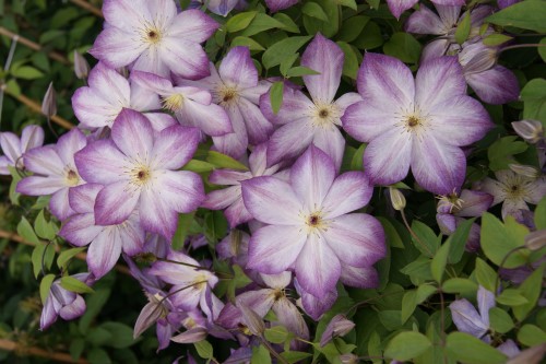 Clematis viticella 'Pernille'