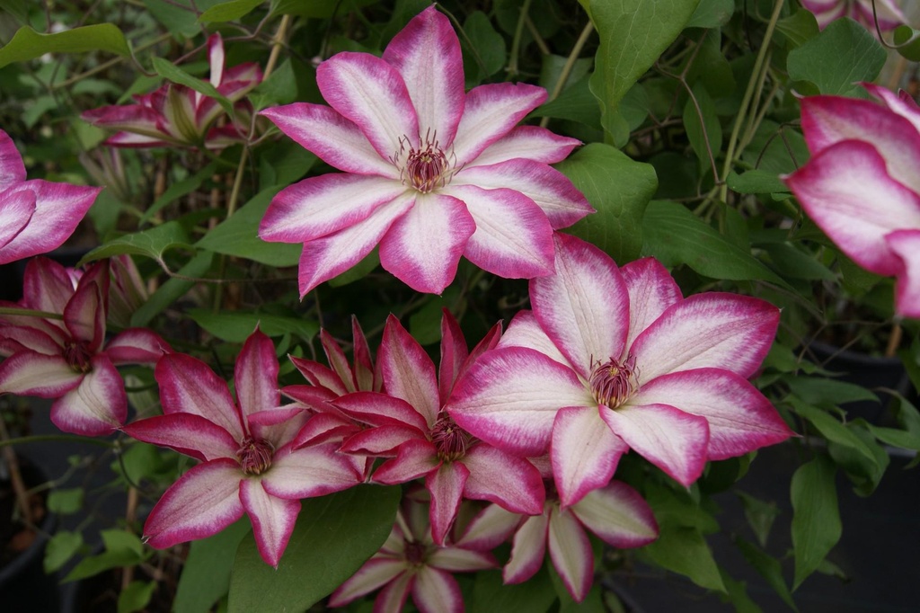 Clematis hybride 'Picotée'