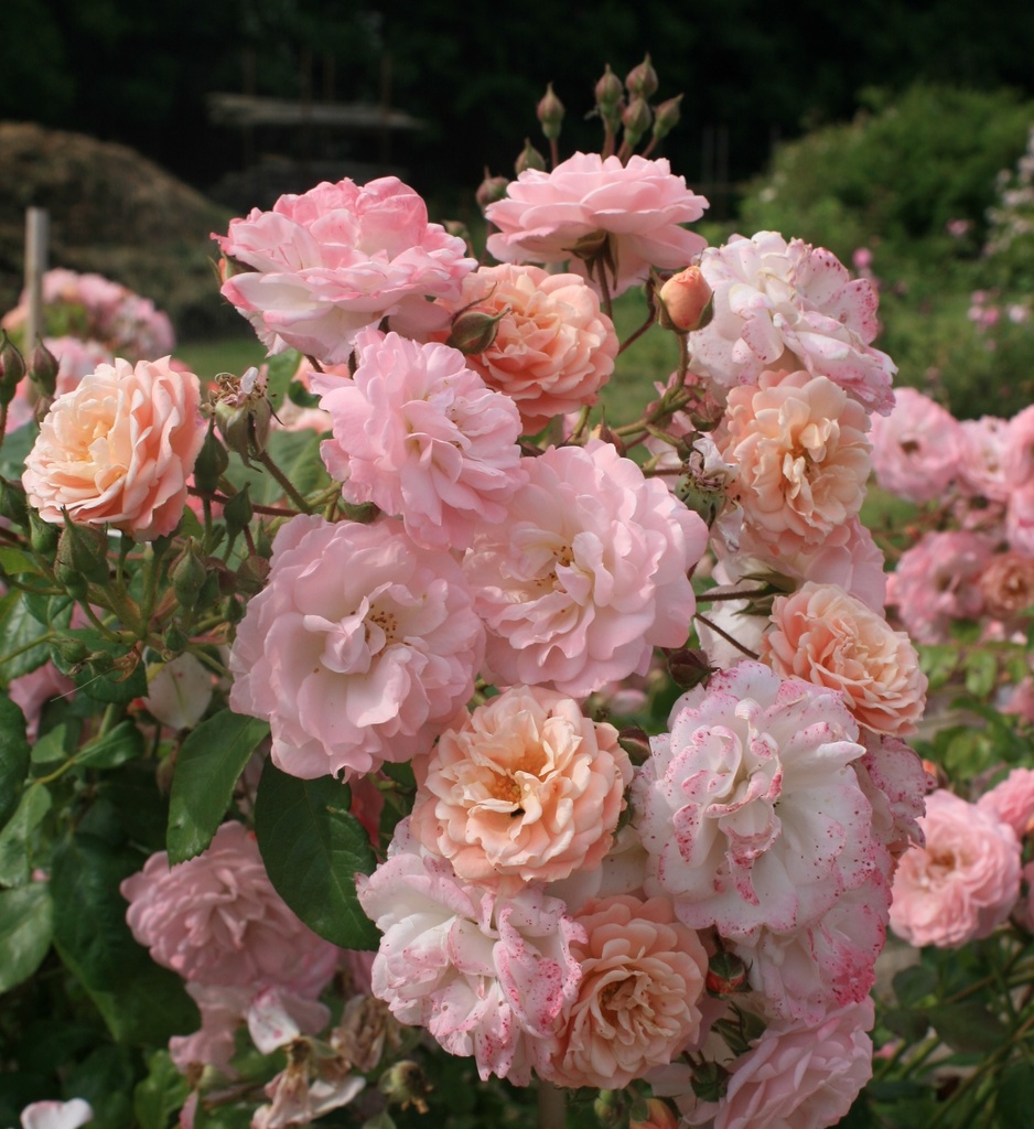 Godelieve parmi les roses