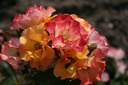 A Rose4All