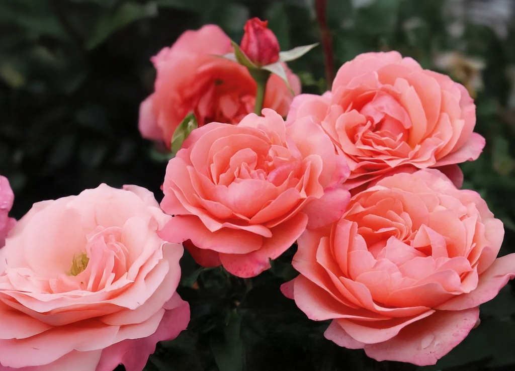 Coral Lions-Rose