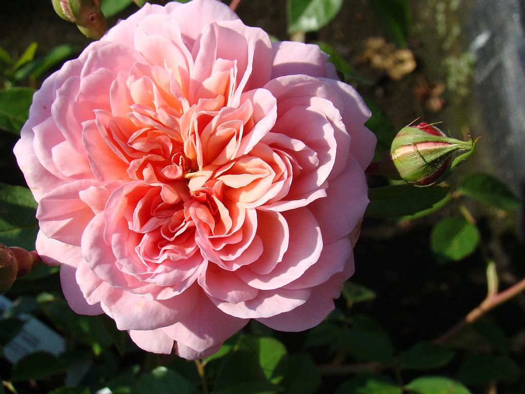 Anne Boleyn | Lens Roses