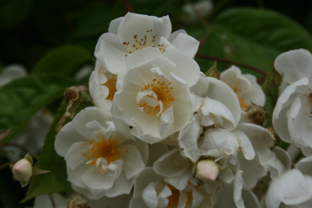 Bobby James | Lens Roses