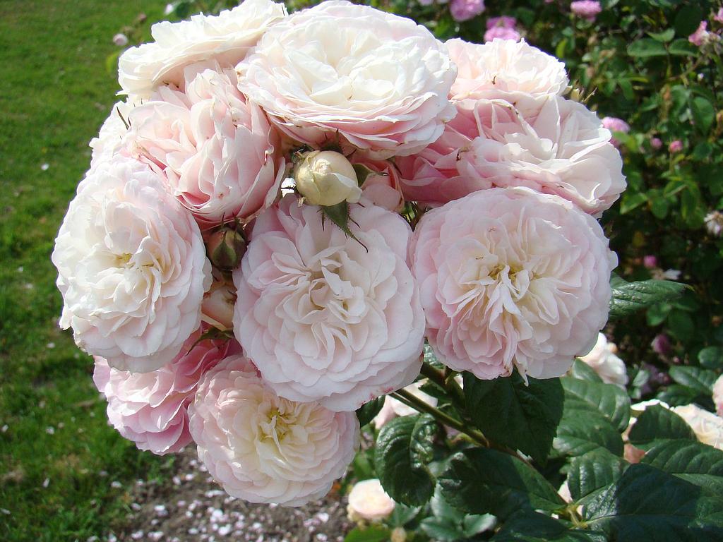 Bouquet Parfait | Lens Roses