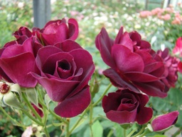 Burgundy Ice