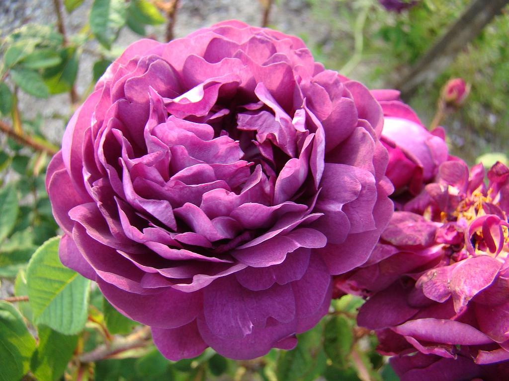 Richelieu rose on sale