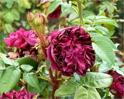 Henri Martin  Trevor White Roses - Specialist Grower of Old Roses