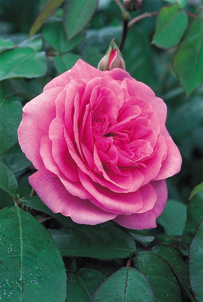 Blush Noisette, Historische Rozen