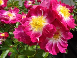 Grande luciole phosphorescente rose - Delapelotealamaille