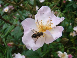 R. lucens 'Erecta'