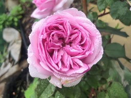 Mme. Ernest Calvat