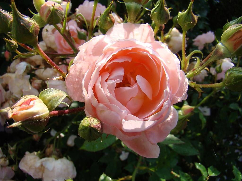 Maria Teresa | Lens Roses