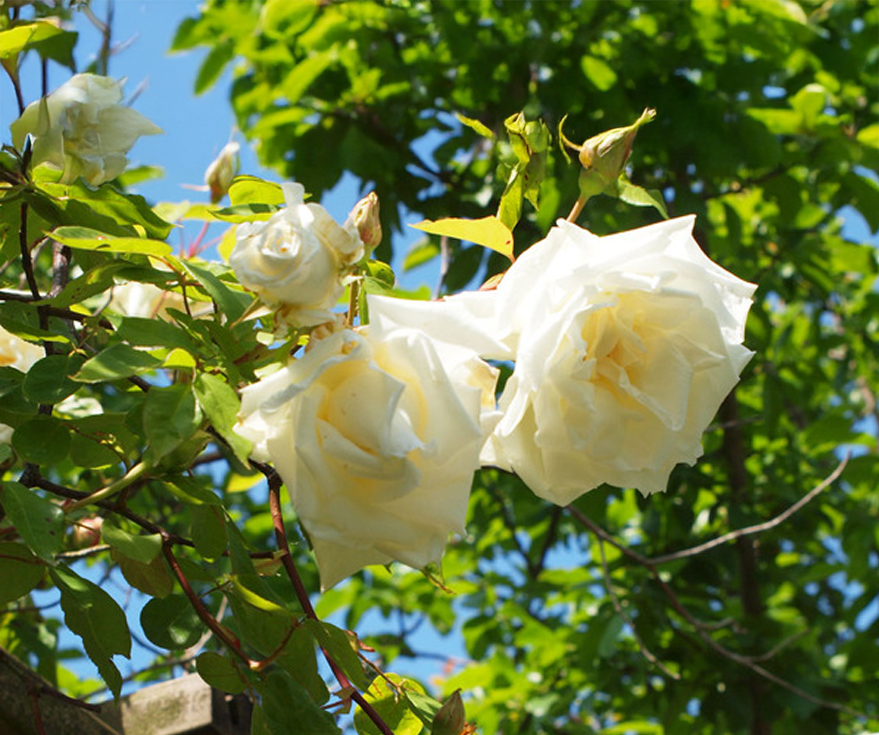 Mrs. Herbert Stevens, clg. | Lens Roses