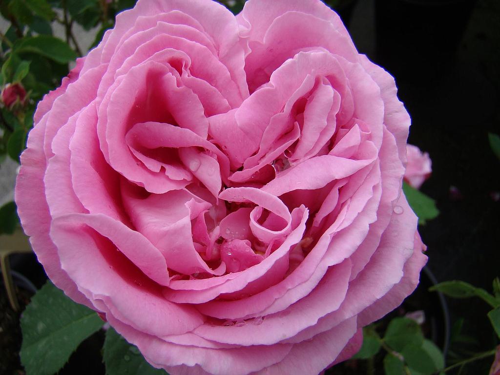 Cropped John John Penny Rose - Rosa